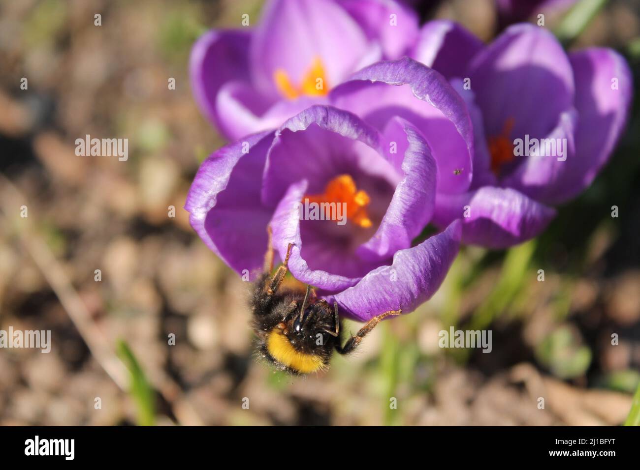 Insekten schwimmen hi-res stock photography and images - Alamy