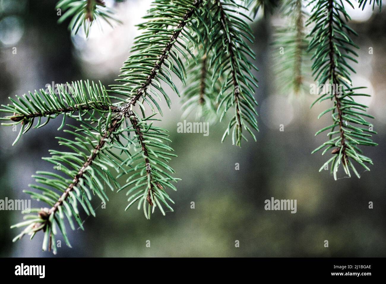 Green leaves conifer branch tree hi-res stock photography and images ...