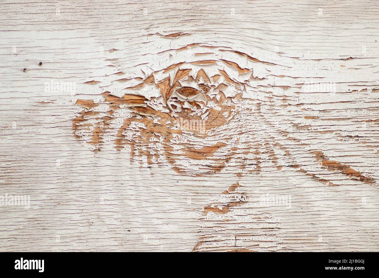 wooden wall with old white paint, the old paint peeled off the wood ...