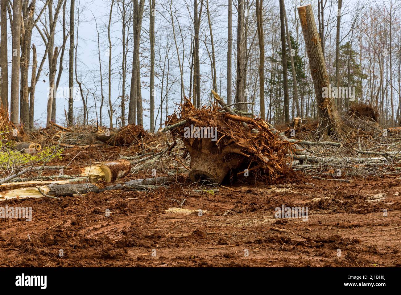 Removed tree root out of dirt when clearing forest tree area Stock Photo