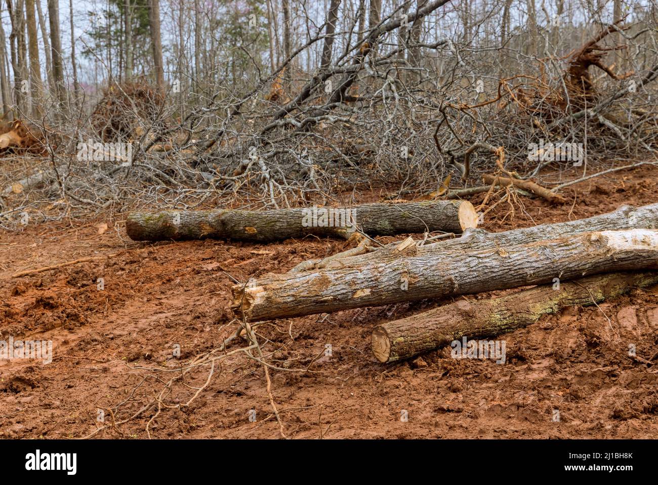 Deforestation of forest stump tree trunk and roots on the ground, after