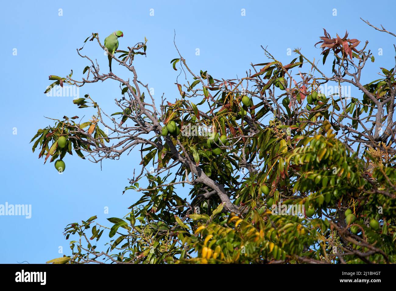 A Indian ringed parrot on the Indian mango tree Stock Photo Alamy