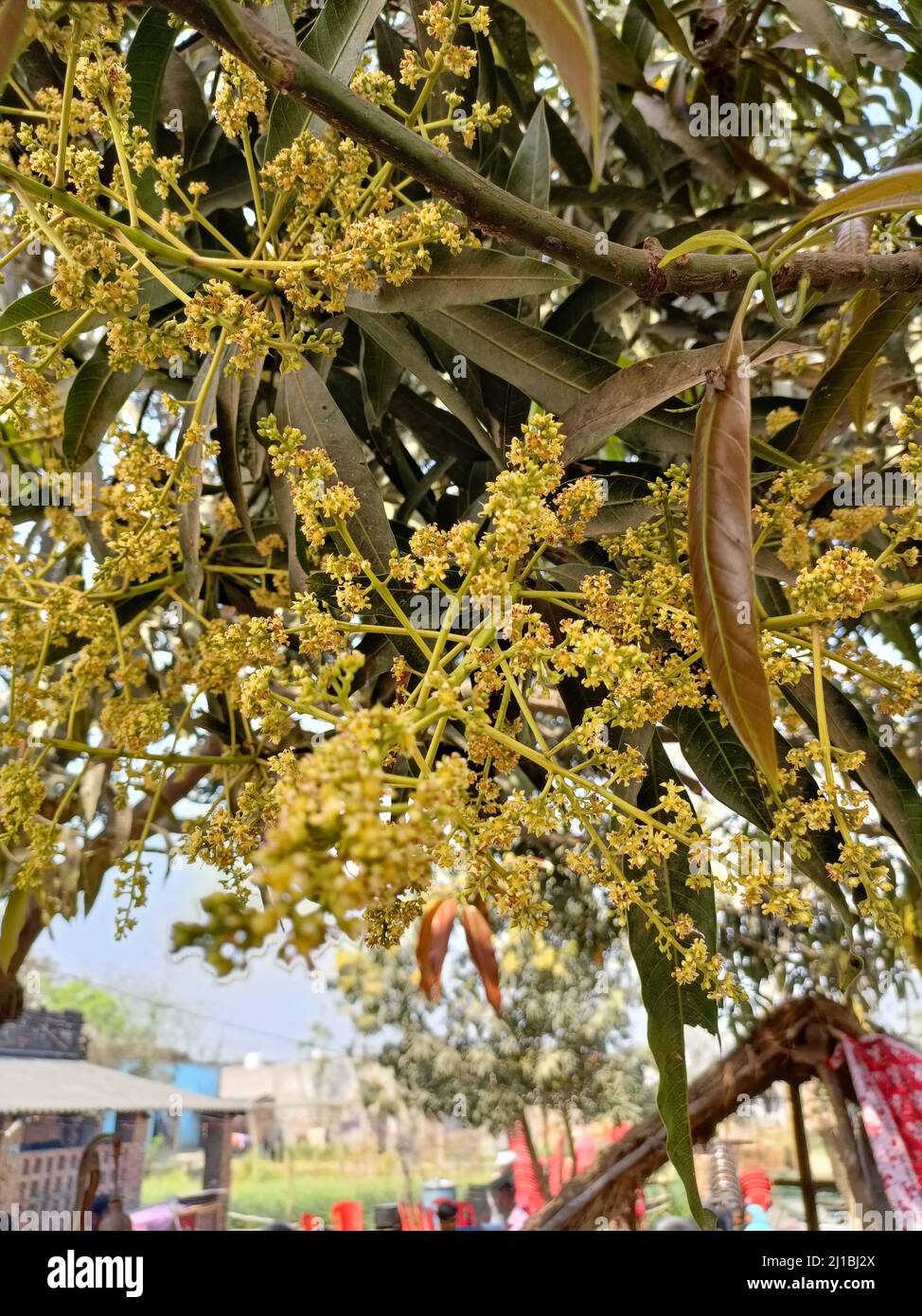 Mangifera indica flower hires stock photography and images Alamy