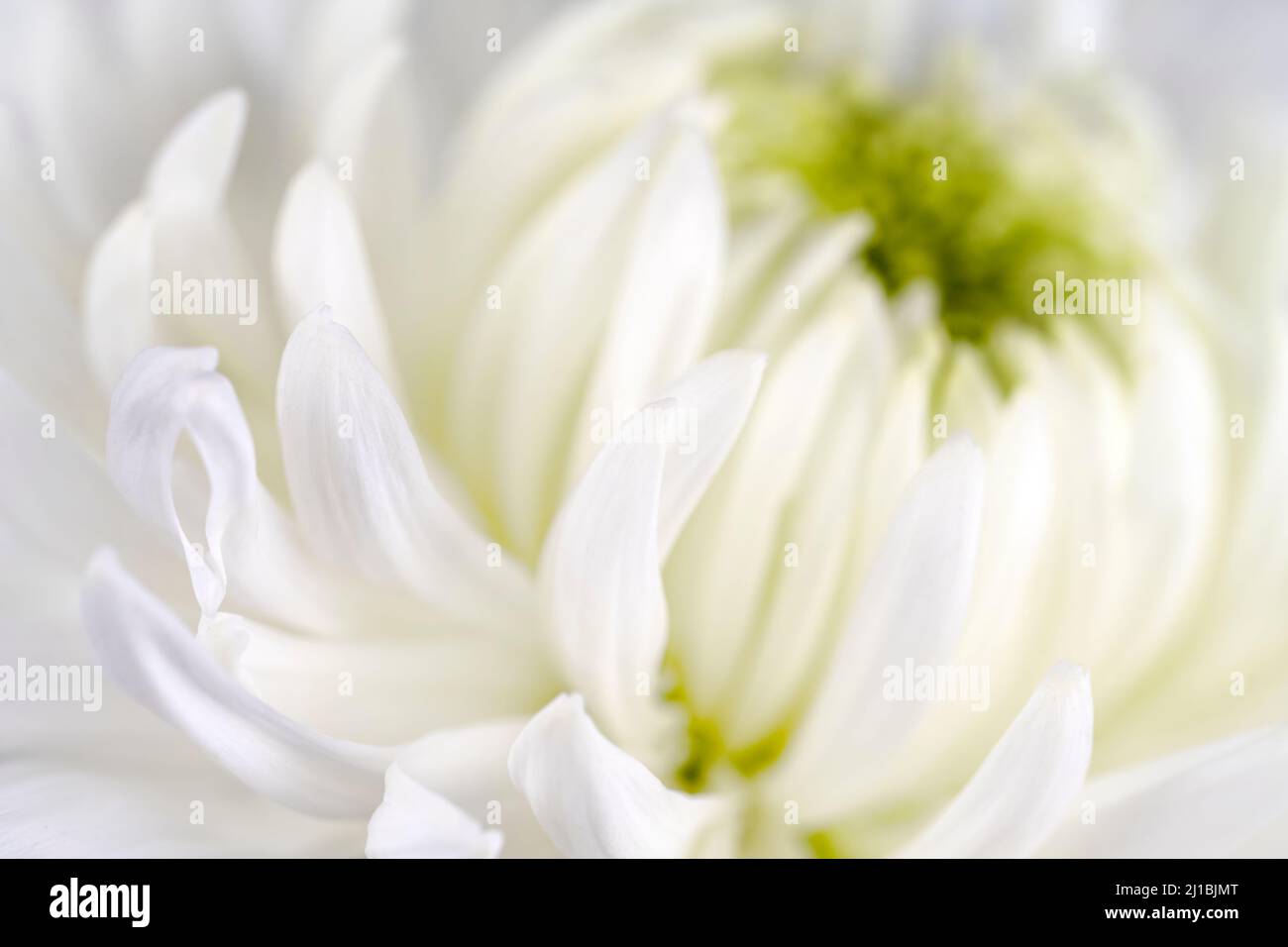 White chrysanthemum fowers hi-res stock photography and images - Alamy