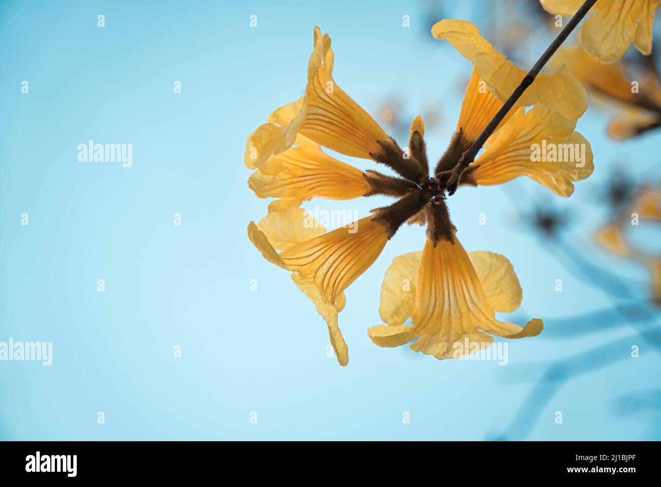 A yellow Pui Flower (Tabebuia chrysantha) with blue sky in the background Stock Photo
