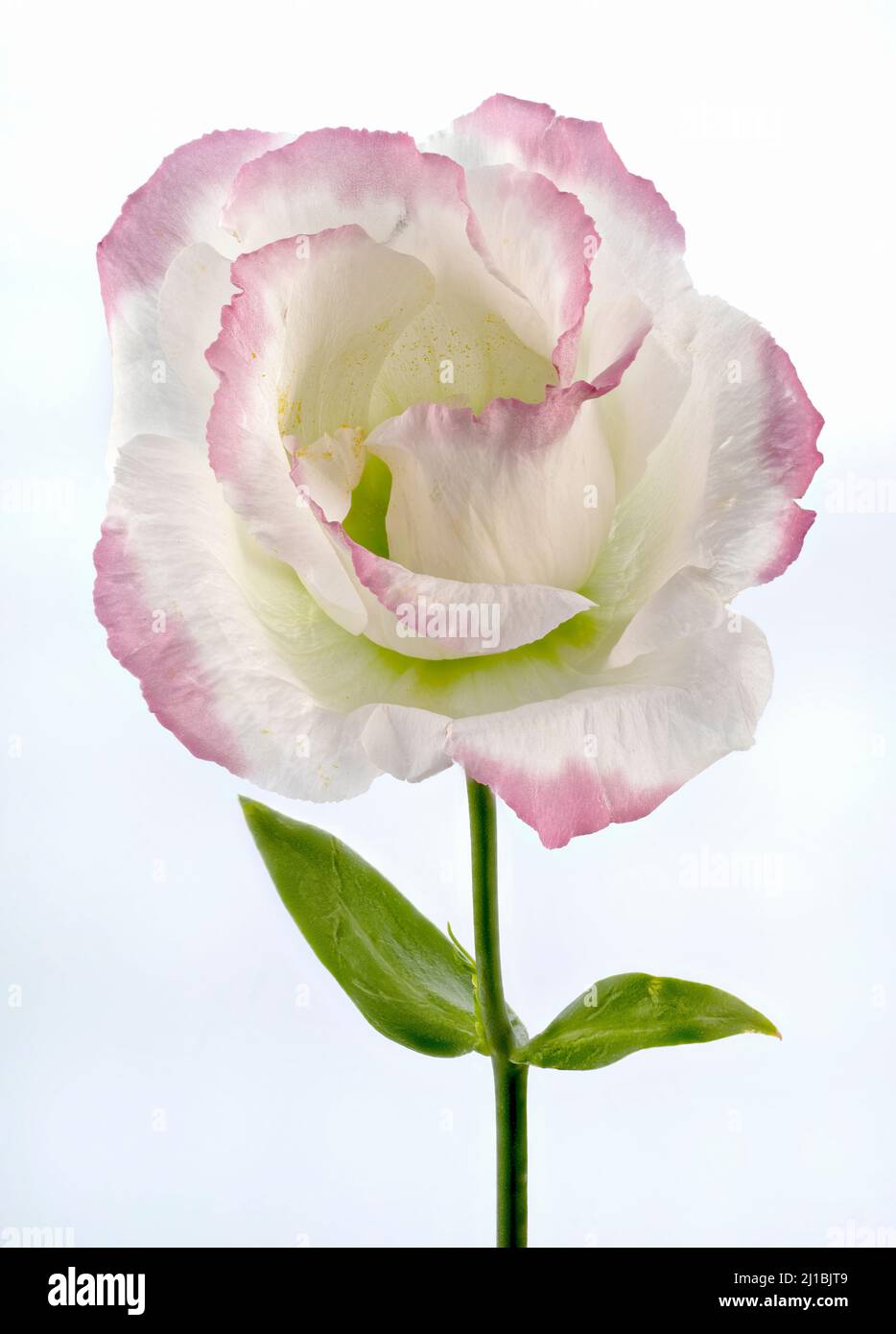 A beautiful pink edged, white Lisianthus flower photographed against a plain white background Stock Photo