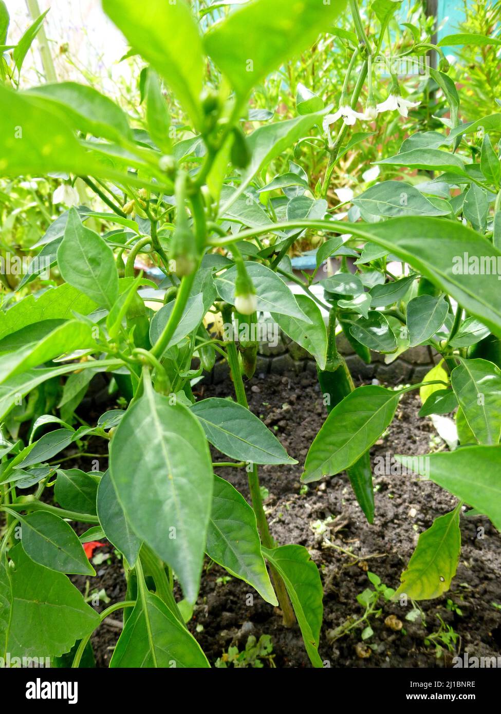 Organic garden grown green Jalapeno hot pepper grows on a garden bed in