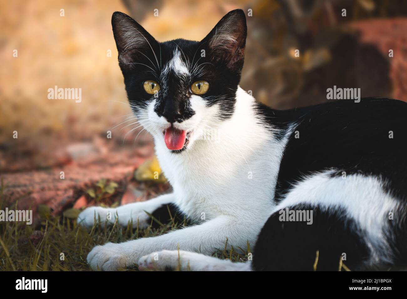 closeup photo of black and white cat lying on grass Stock Photo - Alamy