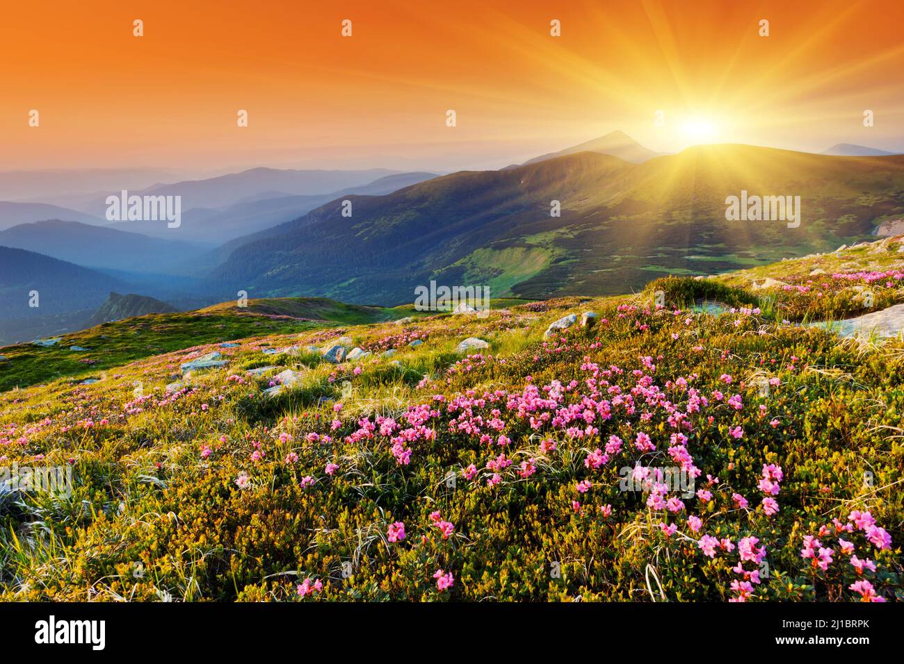 Magic pink rhododendron flowers on summer mountain Stock Photo