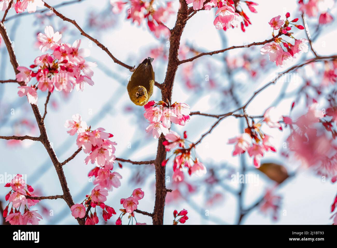 The Japanese White-eye bird is seen between cherry blossoms flowers in Tokyo, Japan. Stock Photo
