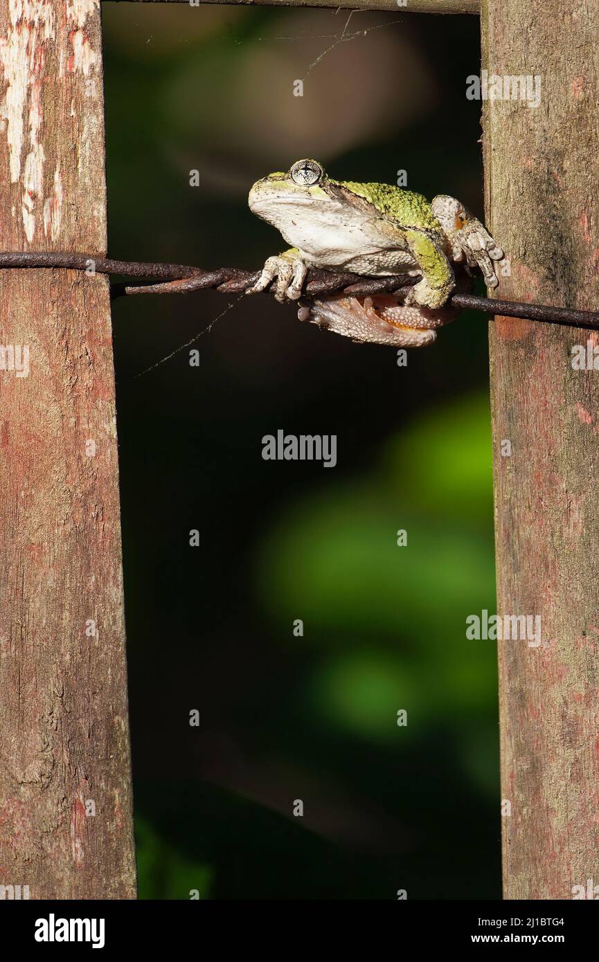 Northern gray tree frog (Hyla versicolor) Stock Photo