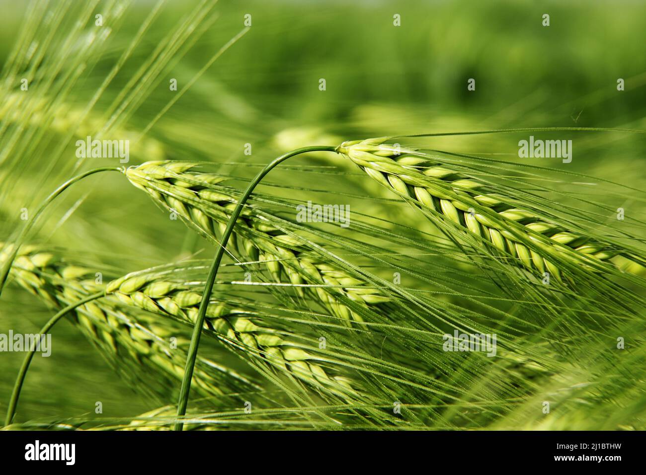 Field green wheat close up hi-res stock photography and images - Alamy