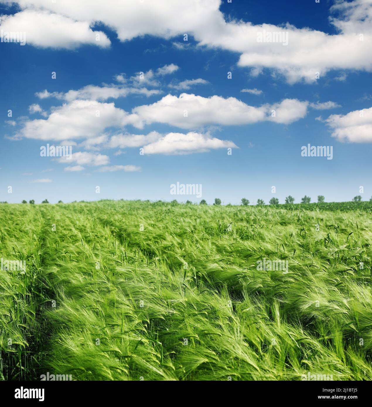 Green wheat and blue sky with clouds Stock Photo - Alamy
