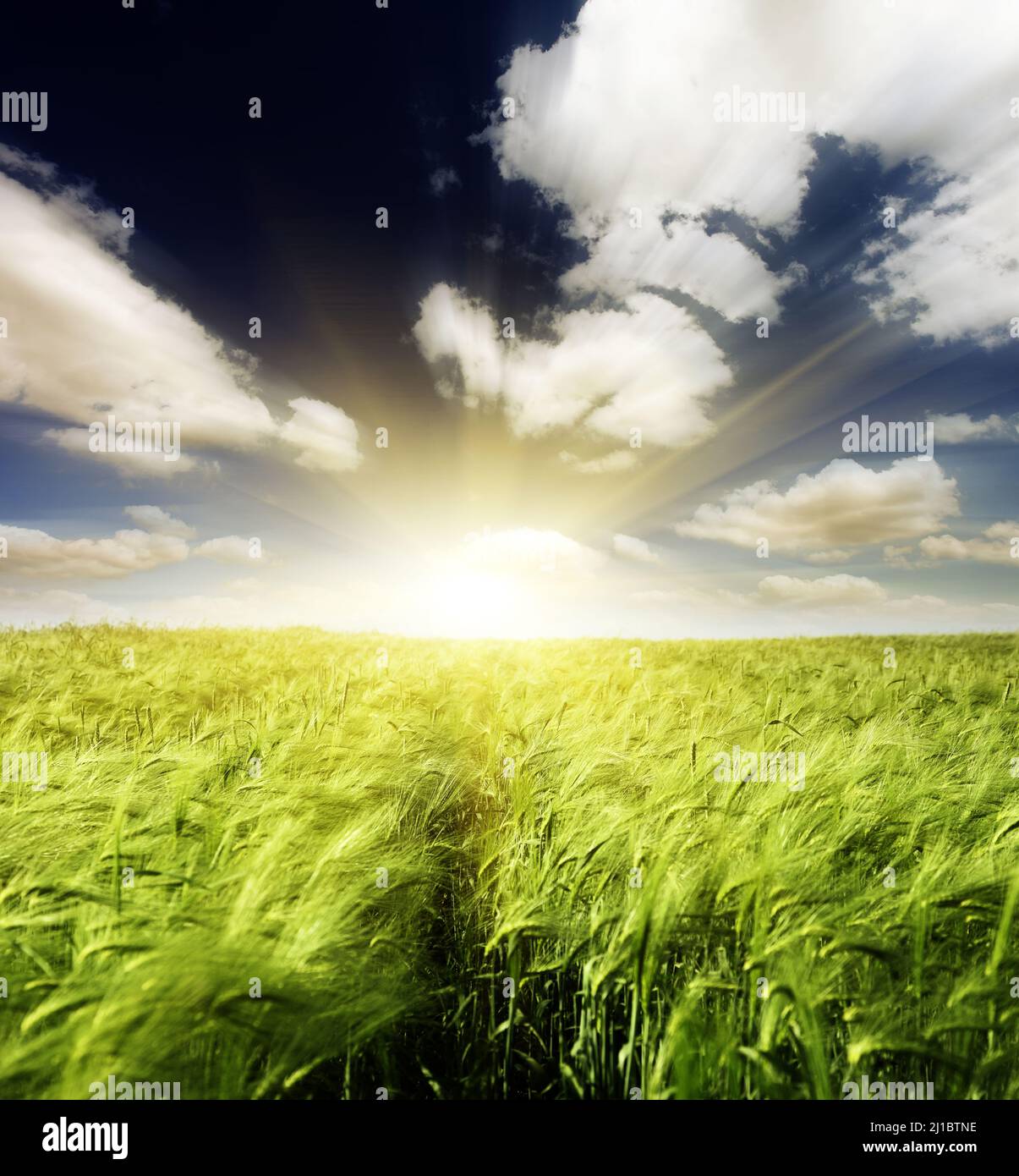 Green wheat field and blue sky with clouds Stock Photo - Alamy