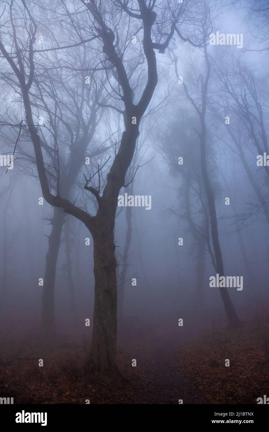 Foggy day oak trees hi-res stock photography and images - Alamy