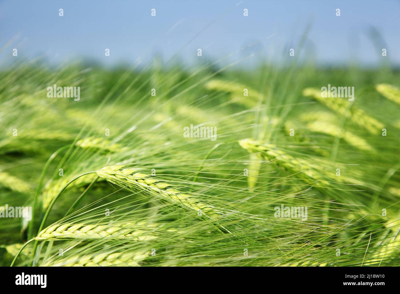 Close up farm fresh hi-res stock photography and images - Alamy