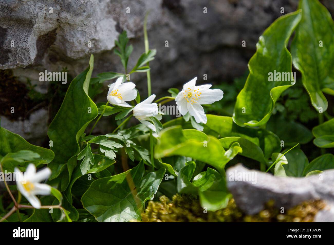 Anemone nemorosa, Wood anemone, growing in a rocky cleft Stock Photo
