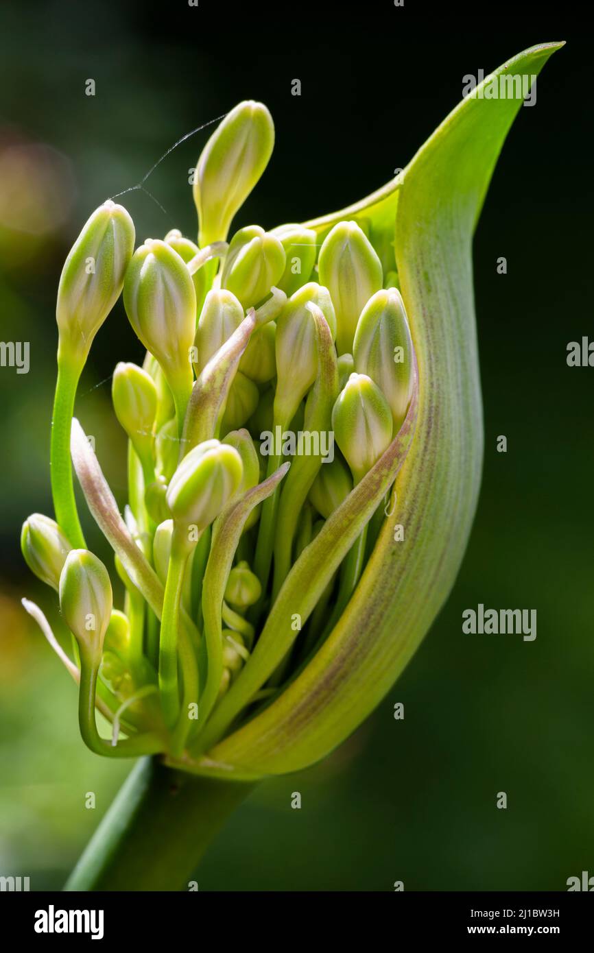 Agapanthas starting to bloom Stock Photo