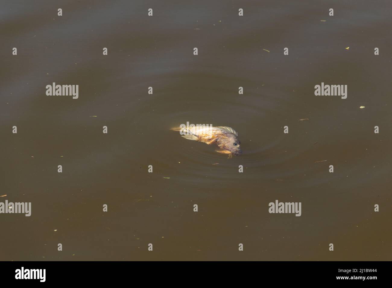 Goiânia, Goias, Brazil – March 23, 2022: A dead fish, rotting, floating on the water of a lake. Stock Photo