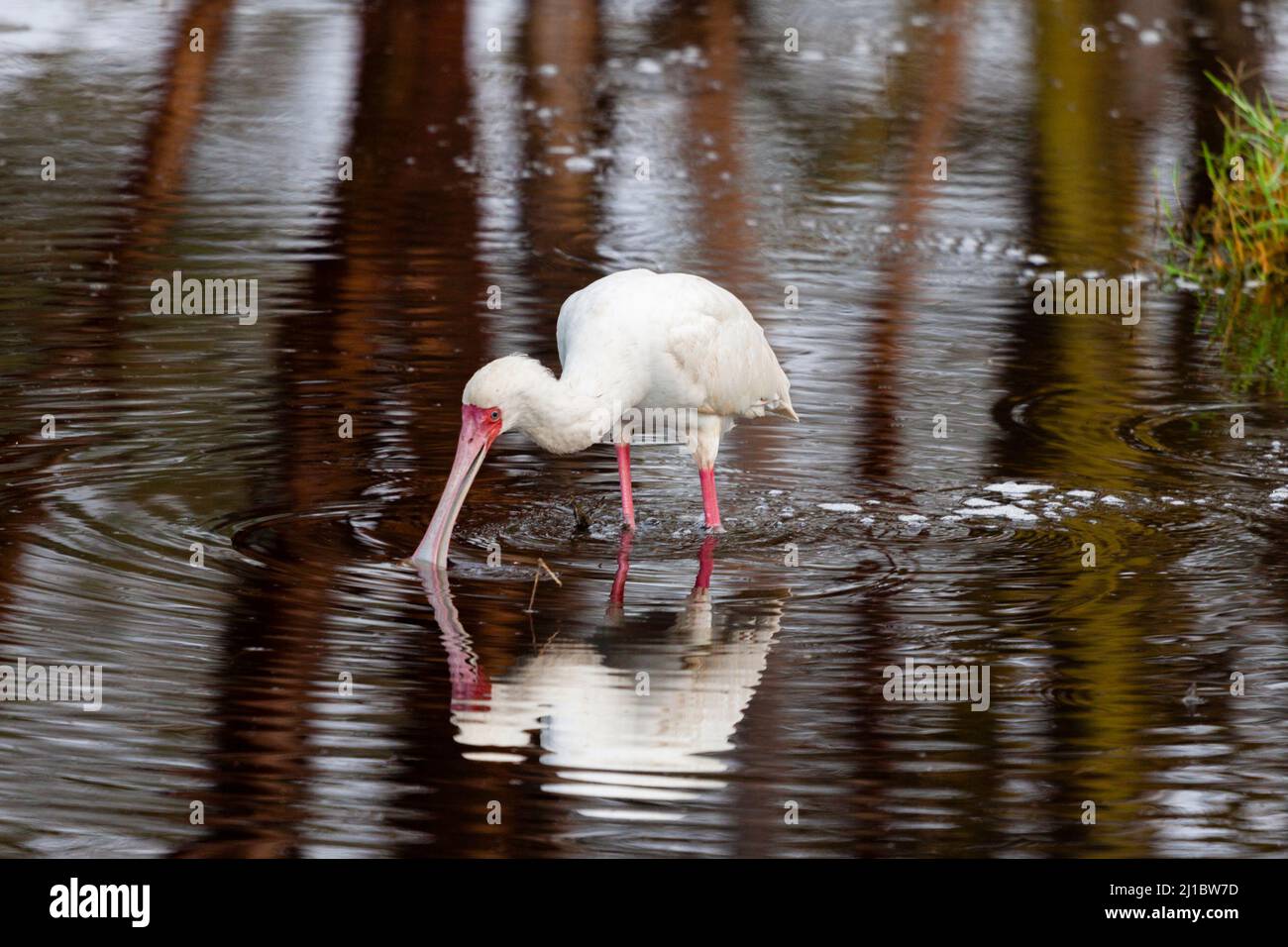 African spoonbill kenya hi-res stock photography and images - Alamy