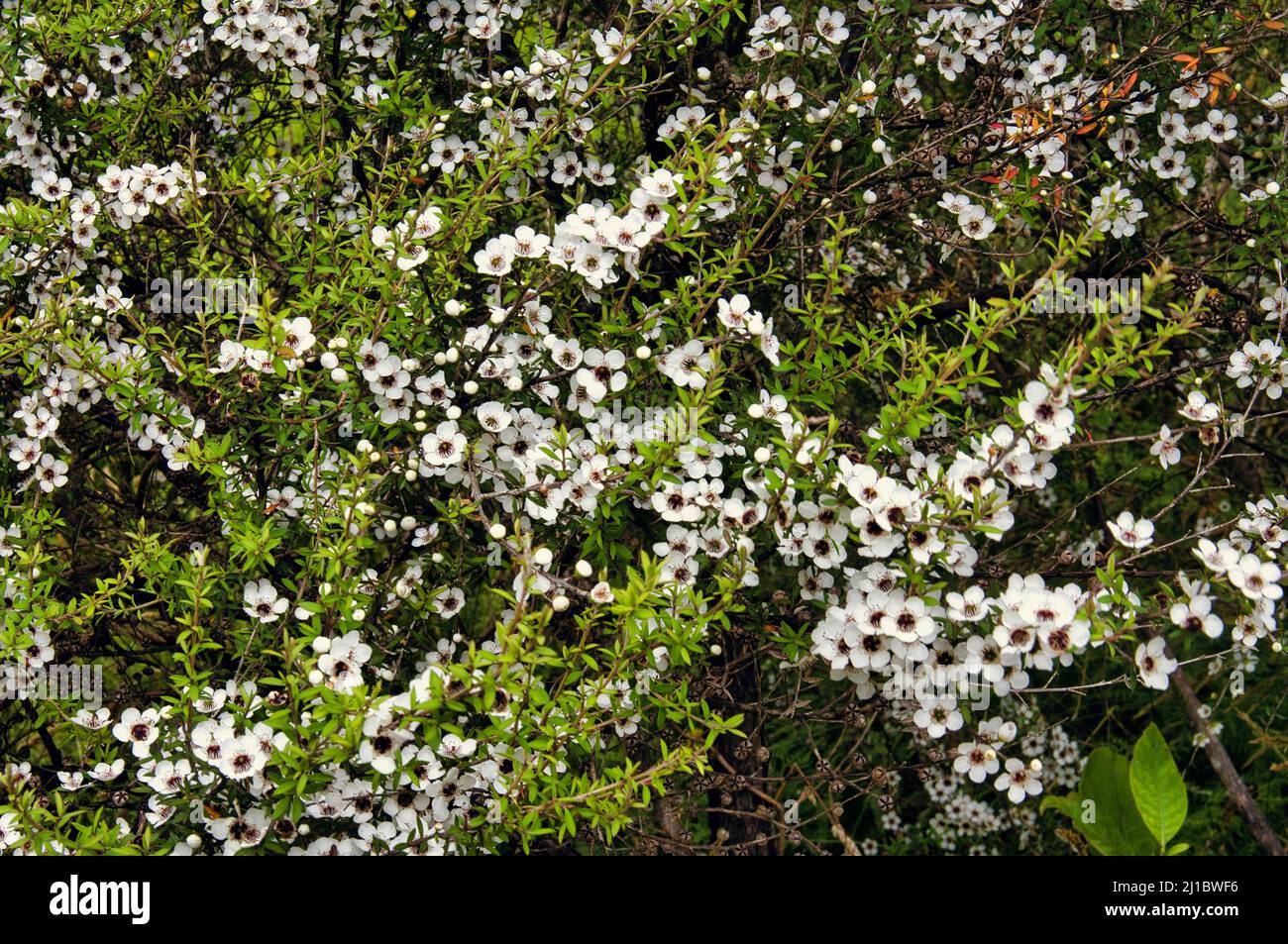 Blooming Manuka or tea tree (Leptospermum scoparium), endemic to New Zealand. Stock Photo