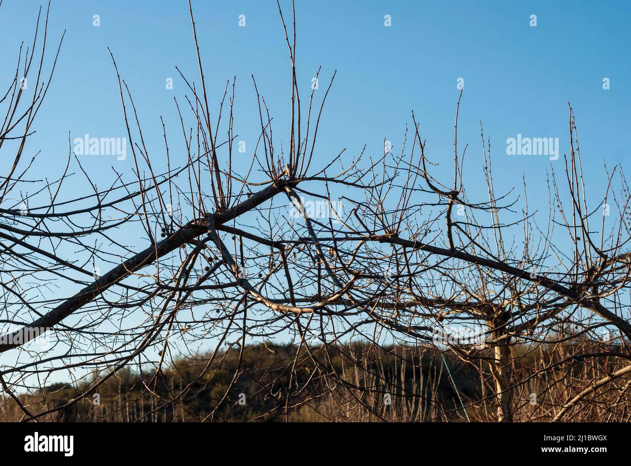 Upper branches of tree without pruning with blue sky in horizontal