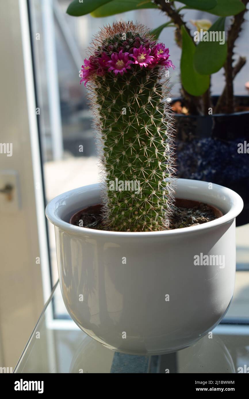 pink blooming cactus Stock Photo - Alamy
