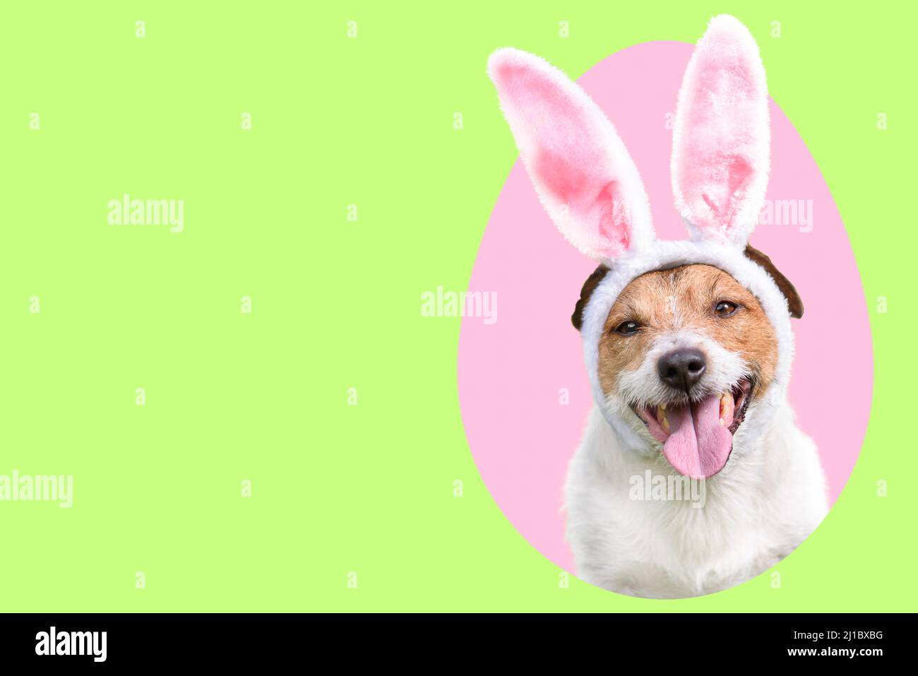 Dog as Easter bunny inside pink colored egg on green background Stock Photo
