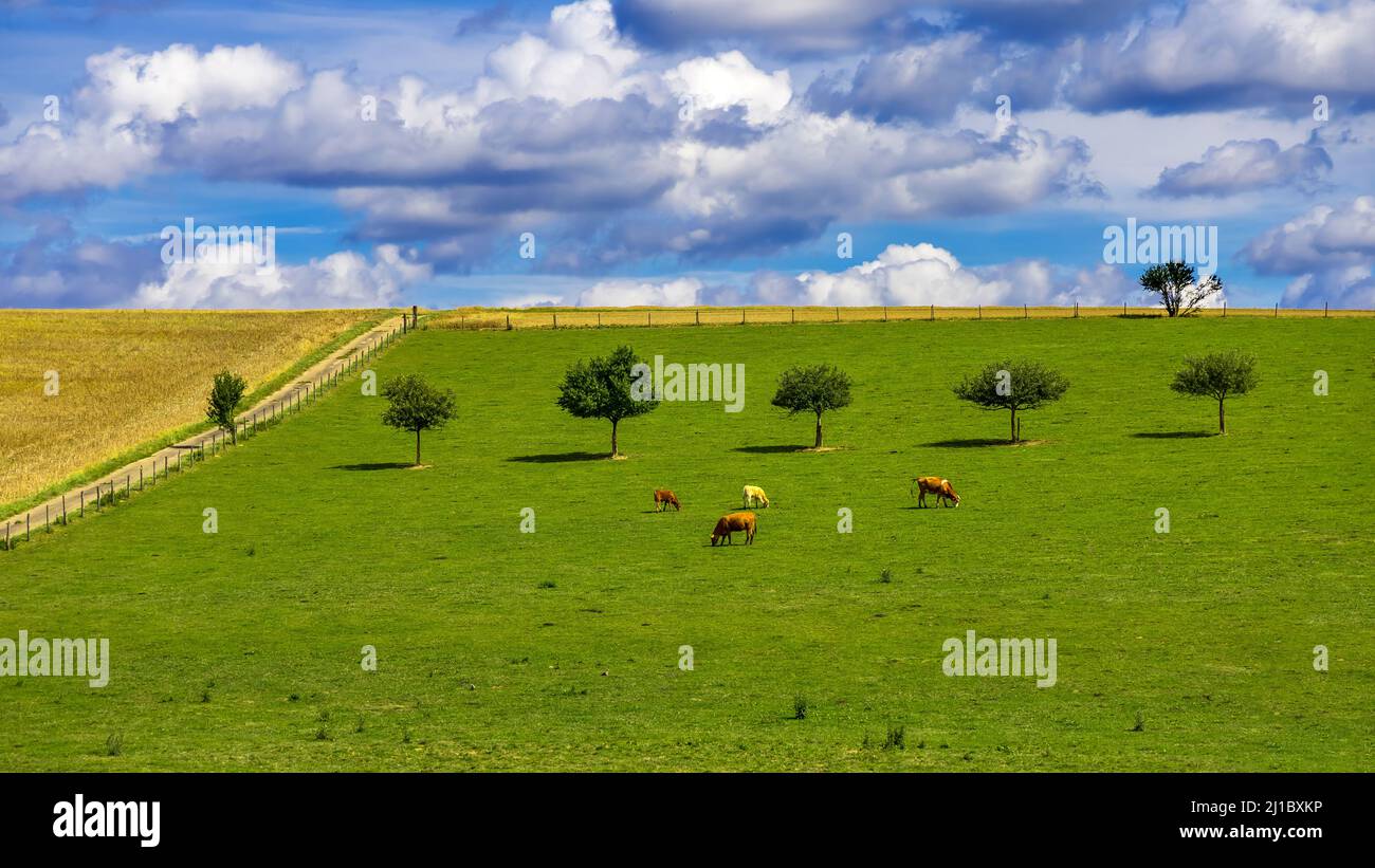 An idyllic landscape with grazing cows on a meadow under the blue sky ...