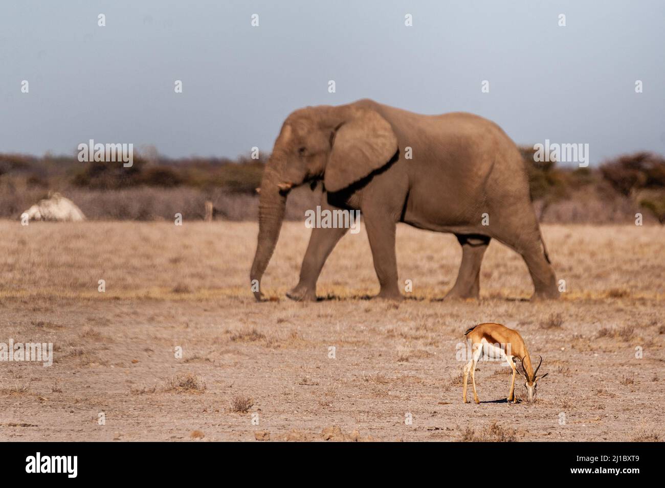 A small antelope grazing on the plains of Etosha National Park, with a gigantic elephant in the background. Stock Photo