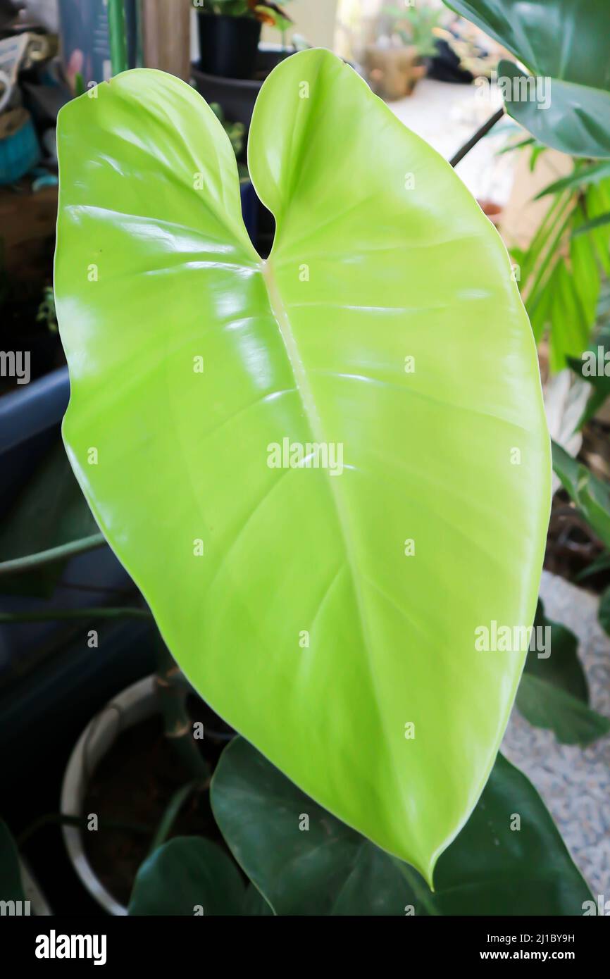 Philodendron , Philodendron erubescens or K Koch and Augustin or ARACEAE Stock Photo