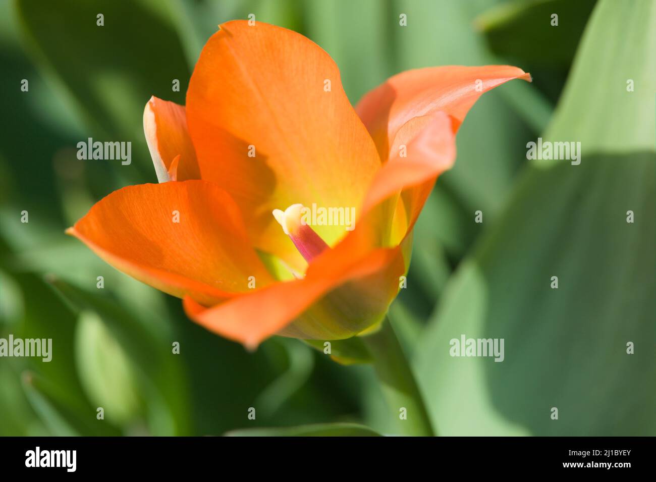 Close-up of a Spring Flowering Orange Emperor Tulip /Tulipa Orange Emperor Stock Photo
