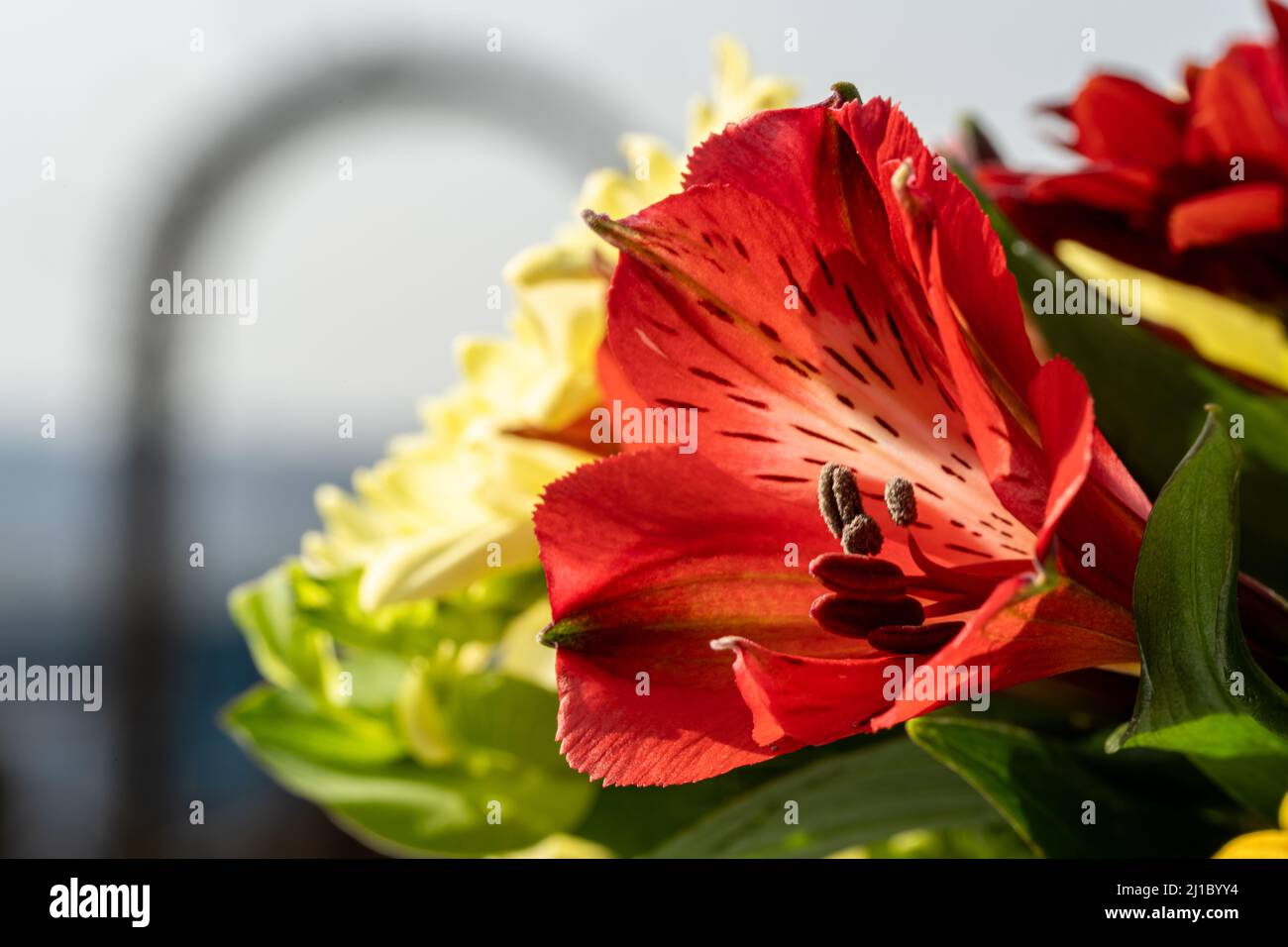 Red Peruvian Inca lilies in bloom with a shallow depth of field. Stock Photo