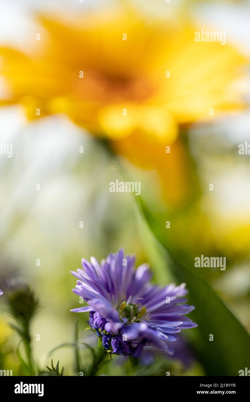 Violet, and purple Aster flowers starting to bloom with a shallow depth of field. Stock Photo