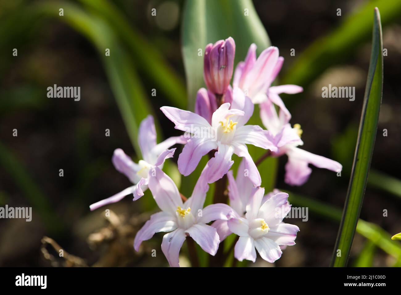 Close-up of Viola cornuta Four Seasons 'Sky Blue' Stock Photo
