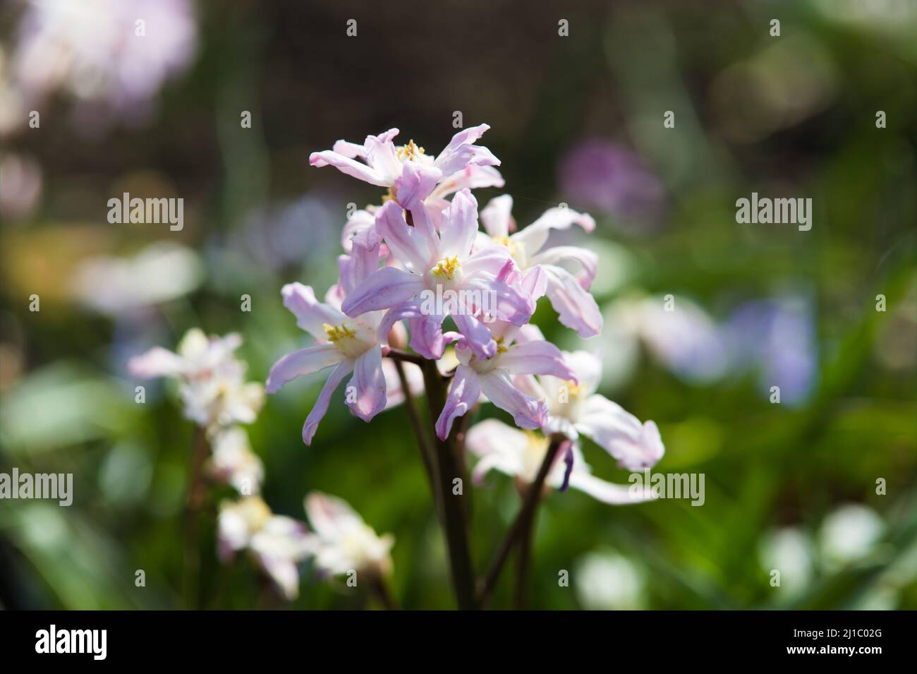 Close-up of Viola cornuta Four Seasons 'Lilac Rose' Stock Photo