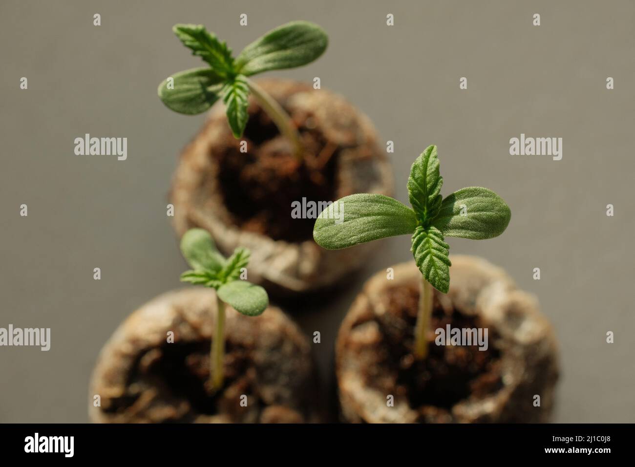 Cannabis Seed Starting with Coconut Coir Pellets. Marijuana growing. Baby hemp closeup Stock
