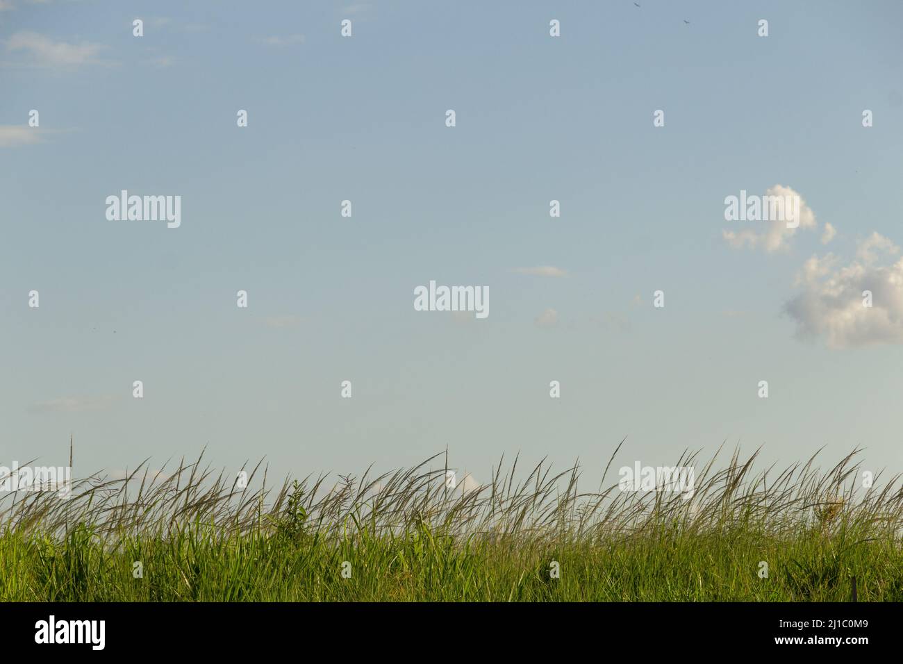 Goiânia, Goias, Brazil – March 22, 2022: Grass and blue sky with some clouds. A minimalist landscape. Stock Photo