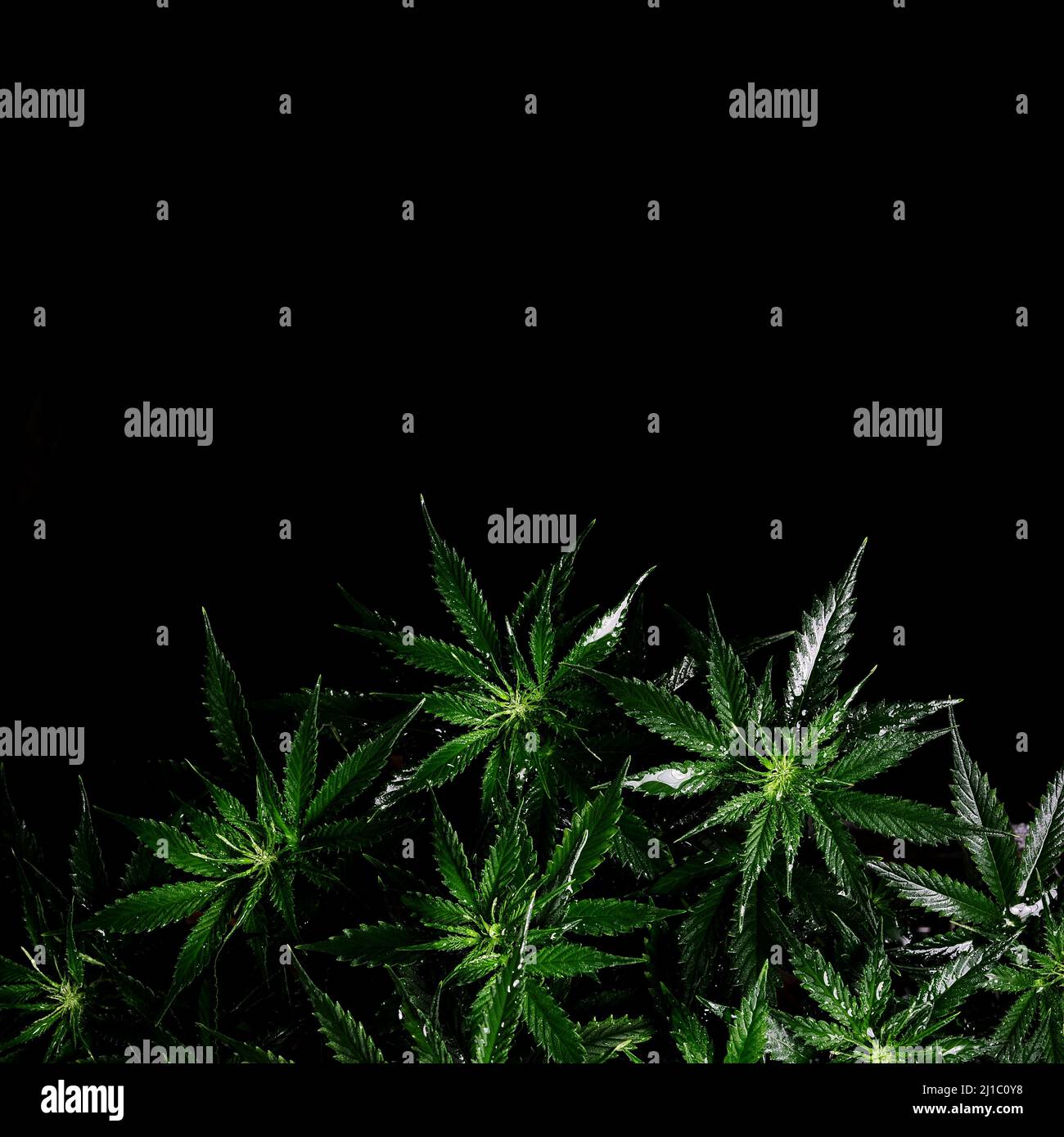 Cannabis bush on black background. Layout of fresh wet marijuana leaves