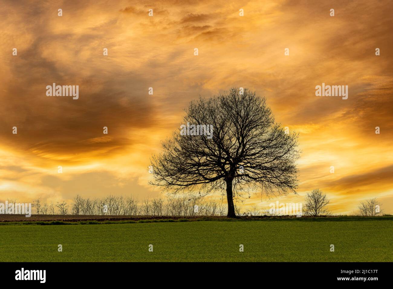 Oak tree horizon dramatic sky hi-res stock photography and images - Alamy
