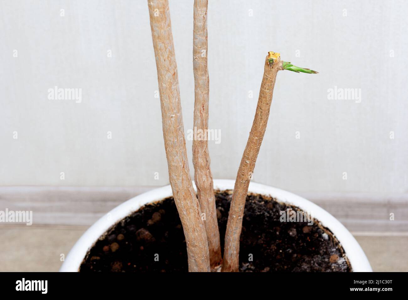 pflanze dracaena marginata Dracaena marginata (Drachenbaum) (M) kaufen main image 0