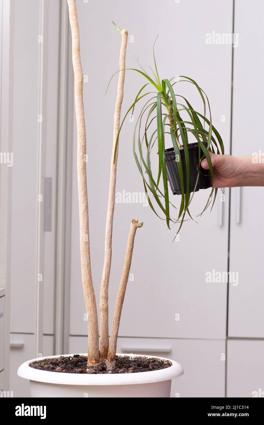 dracena baum Drachenbaum 'Marginata' kaufen | Dracaena marginata