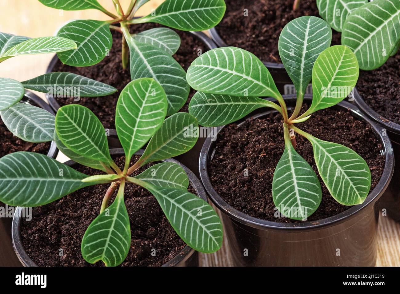 Black plastic garden pots hi-res stock photography and images - Alamy