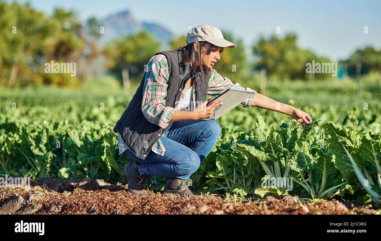 Good farmers check the state of their crops regularly. Full length shot