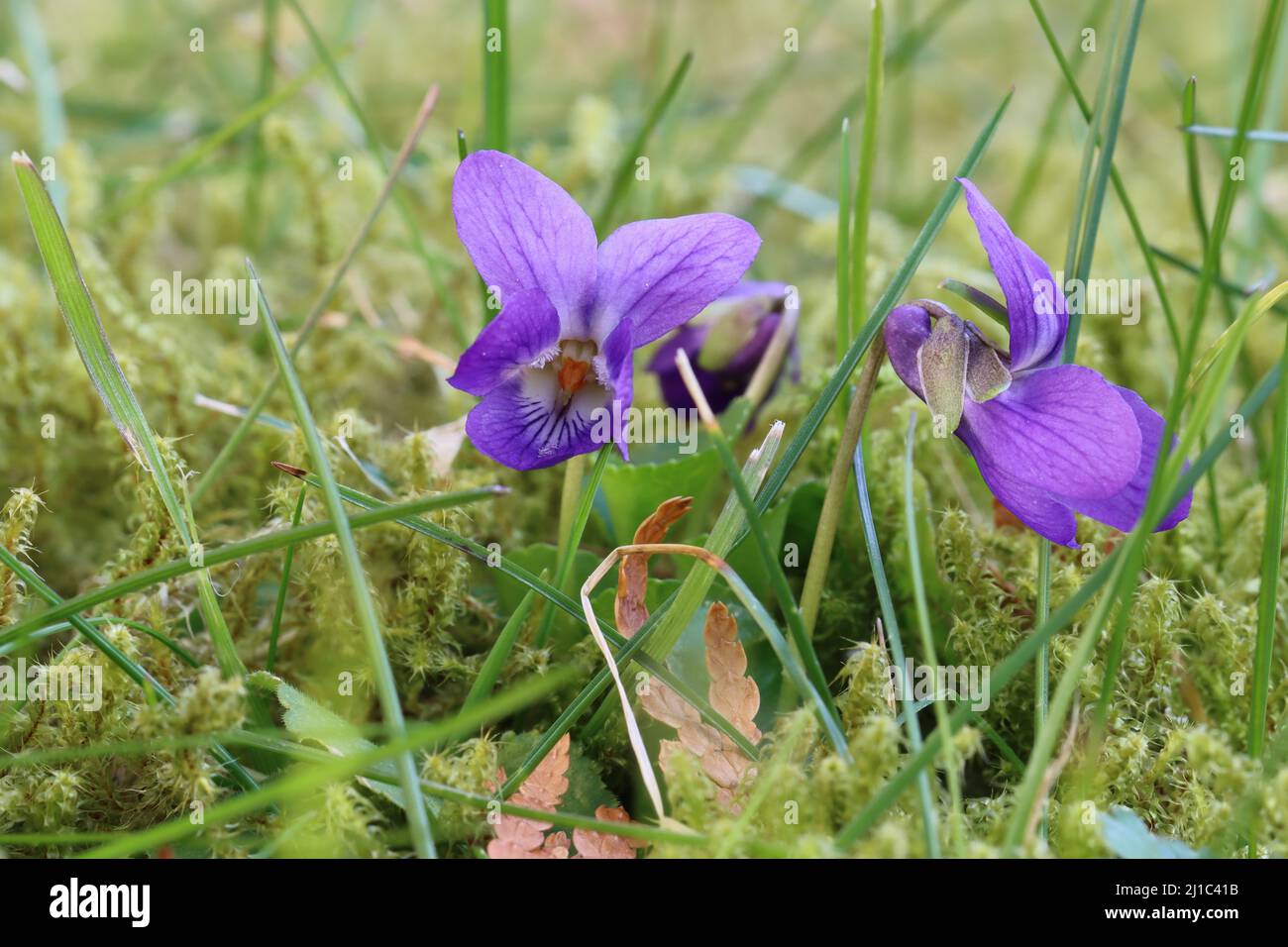 close-up of two pretty filigree violets growing in a lawn Stock Photo