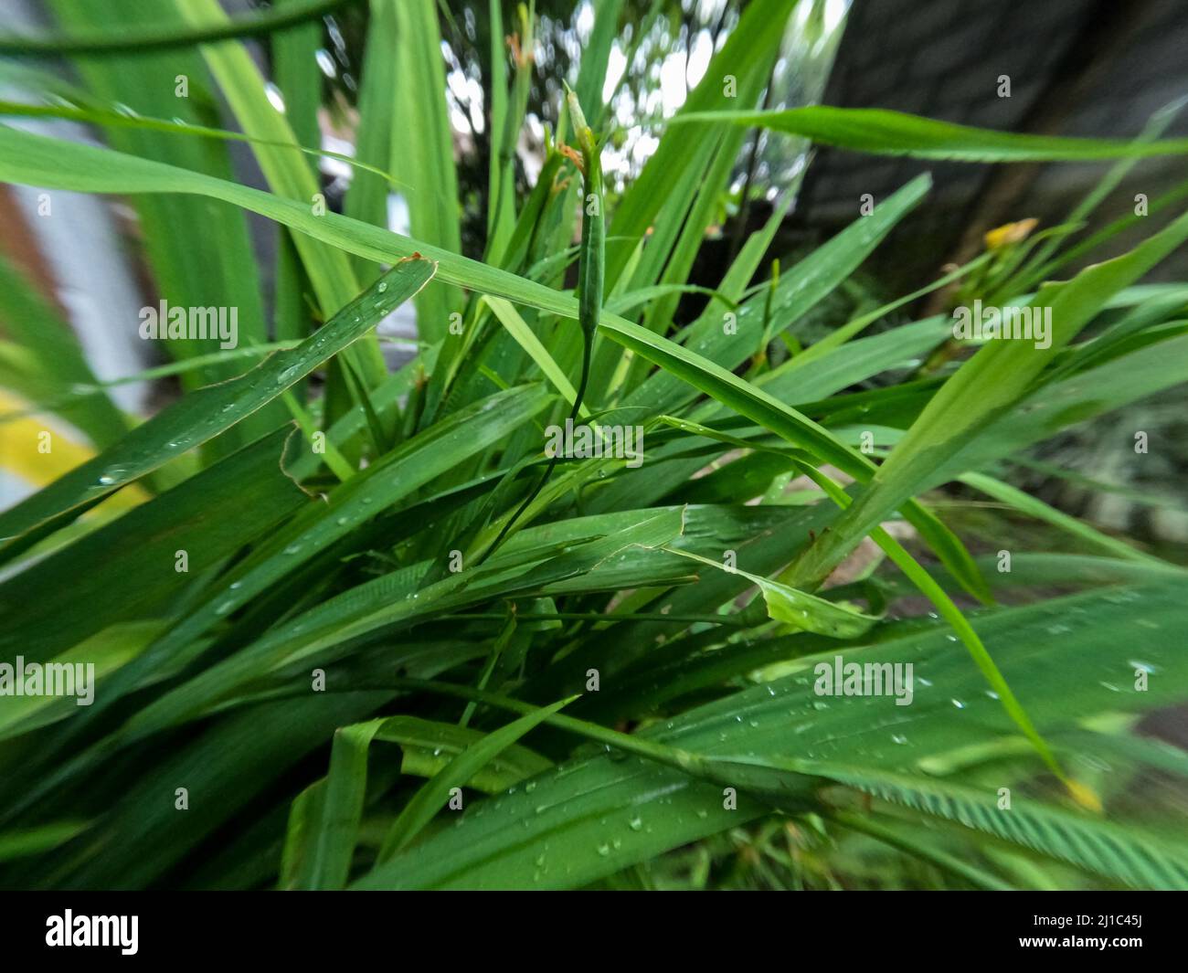 A clump of yellow iris flowers, green leaves with pointed blades, as decoration on the veranda of the house Stock Photo