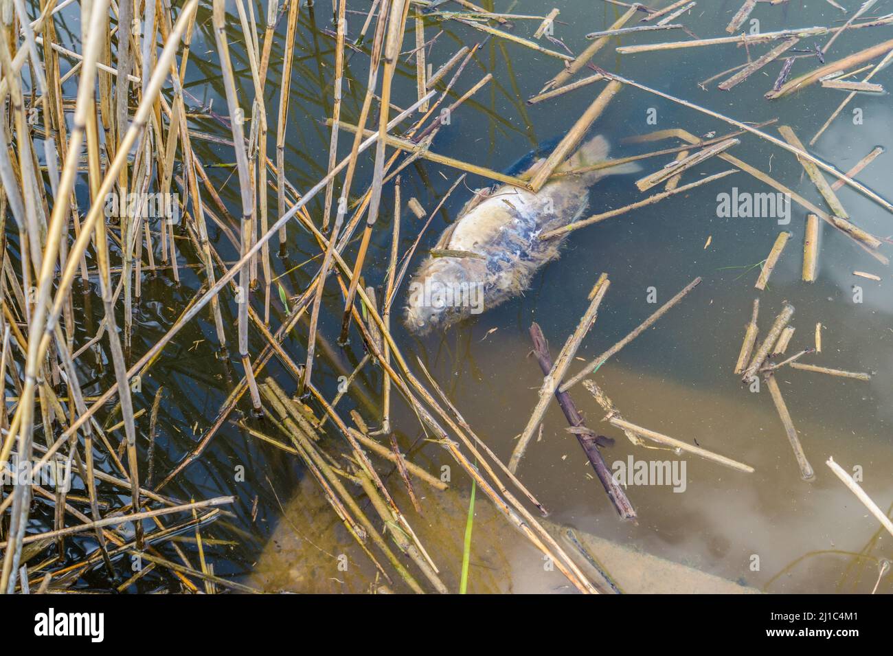 Fish kills in the pond due to climate change Stock Photo