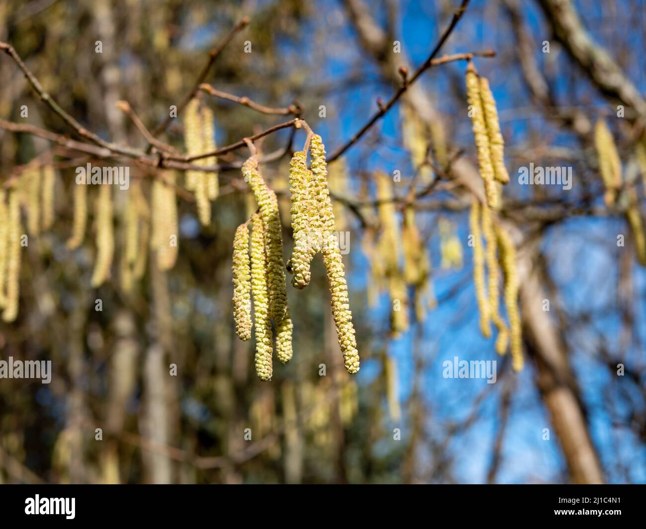 Hazelnut bush blossom in spring Stock Photo Alamy