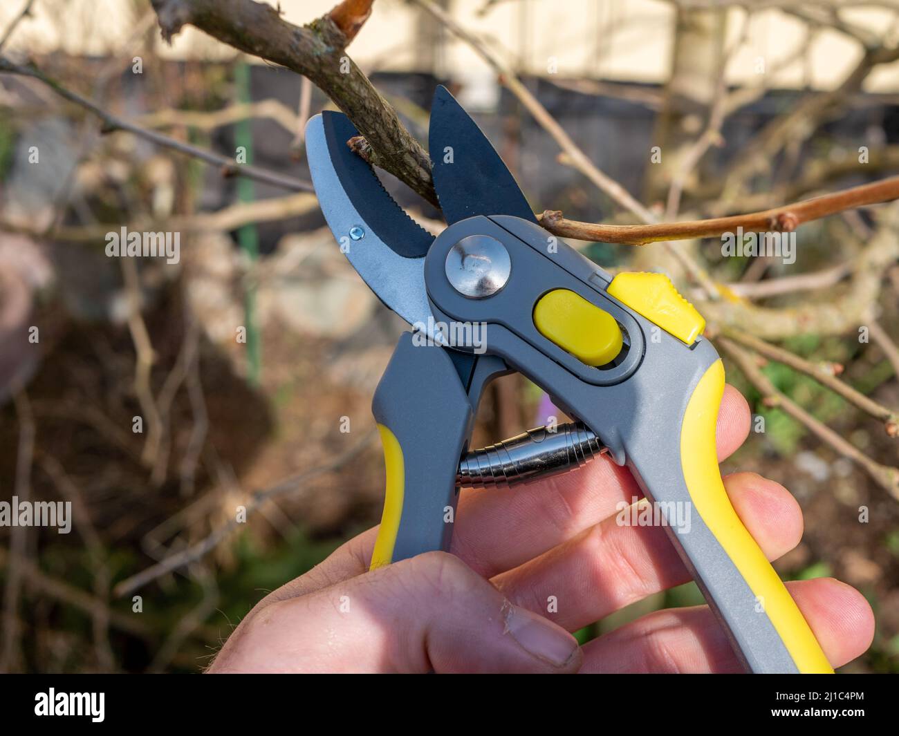 Tree pruning in the garden with scissors Stock Photo