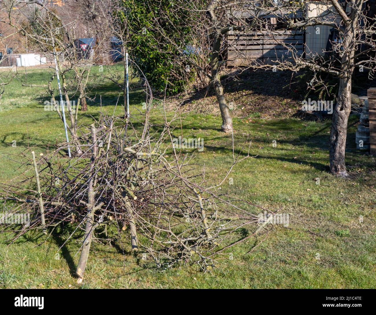 Pruning in the garden on the fruit trees Stock Photo